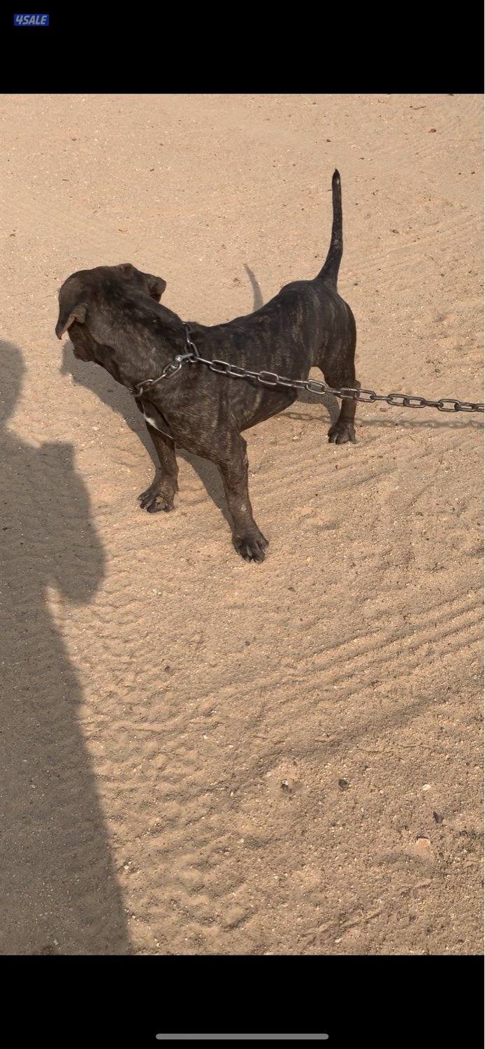 للبيع كلب ذكر العمر سنتين حق الحراسه2