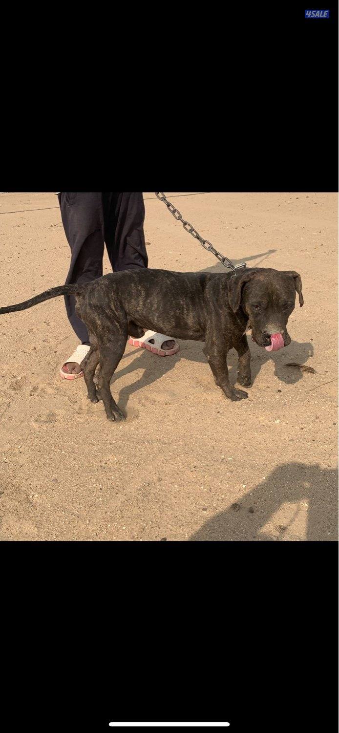 للبيع كلب ذكر العمر سنتين حق الحراسه1