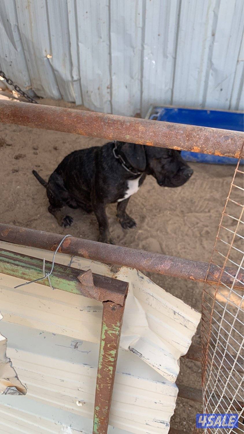 للبيع كلب ذكر العمر سنتين حق الحراسه3