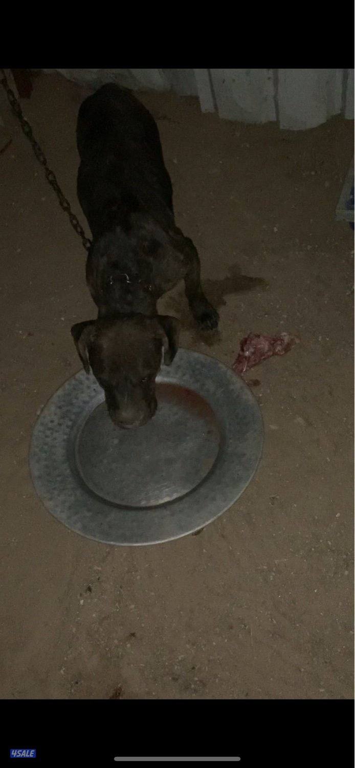 للبيع كلب ذكر العمر سنتين حق الحراسه4