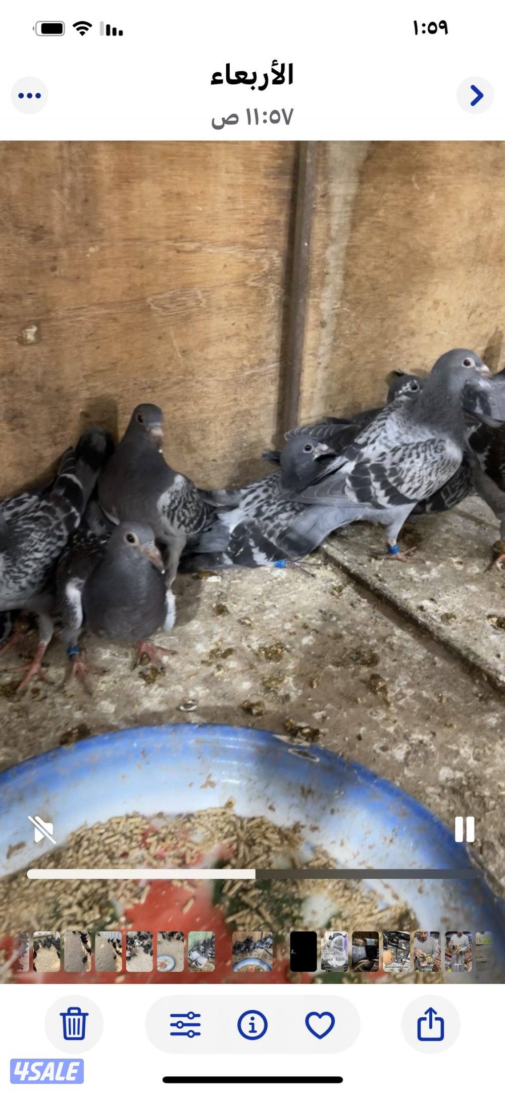 فروخ زاجل للاكل1