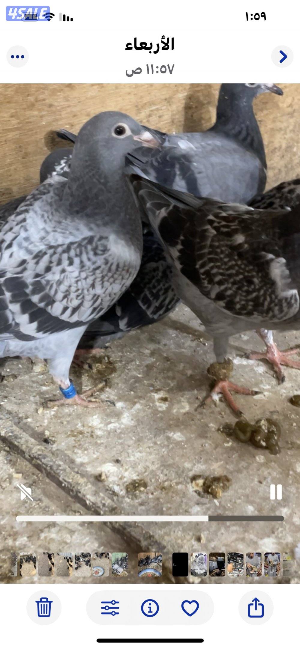 فروخ زاجل للاكل2