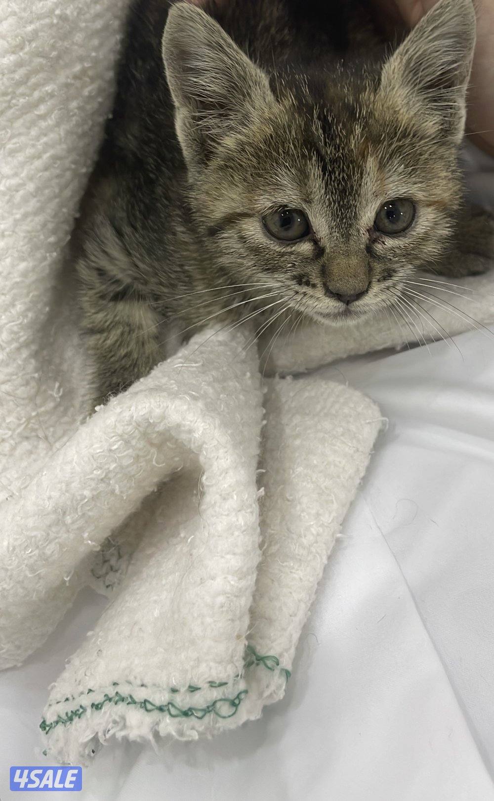 كيتن انثى تم انقاذها و ابي احد يخاف الله فيها0