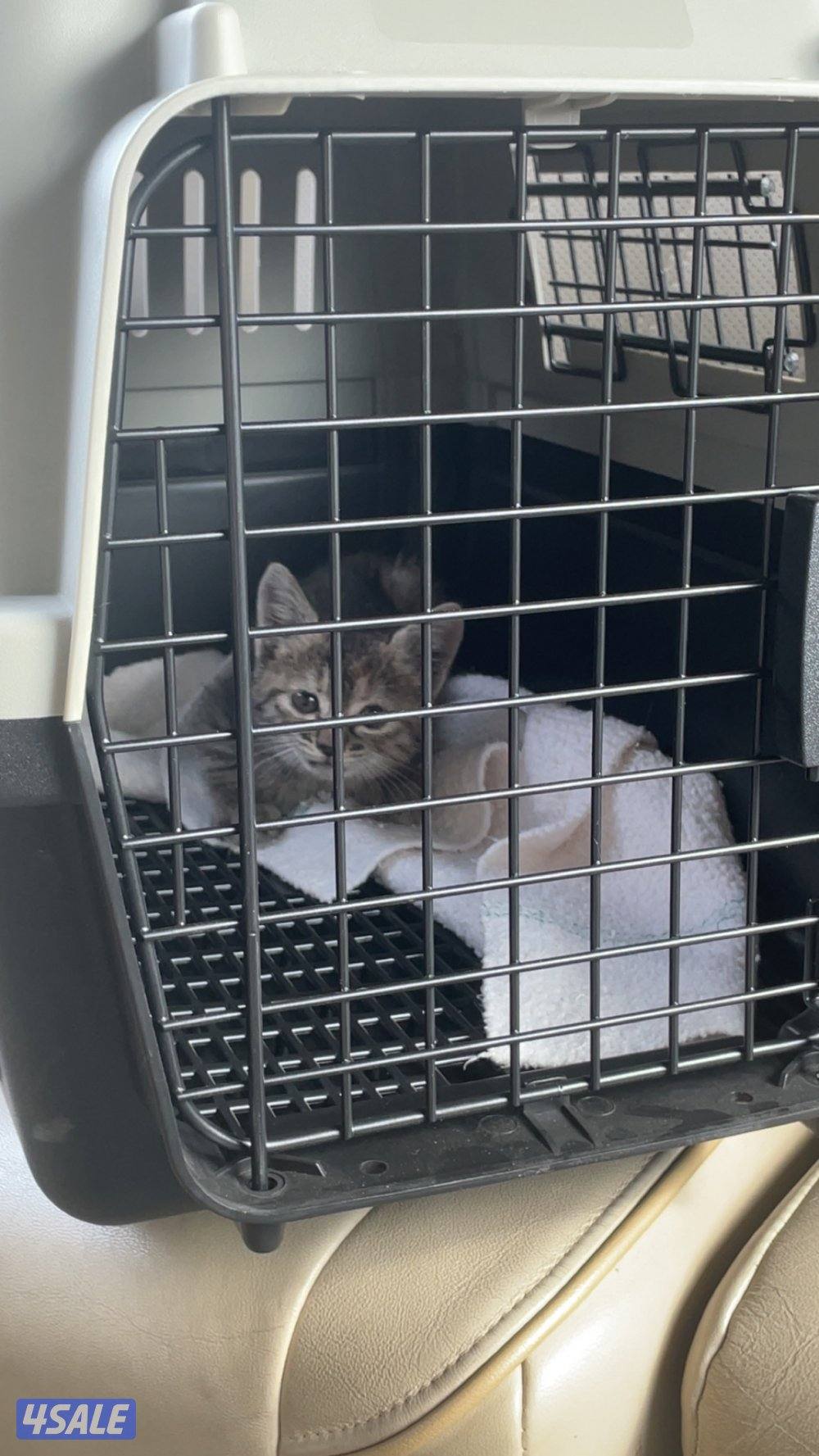 كيتن انثى تم انقاذها و ابي احد يخاف الله فيها1