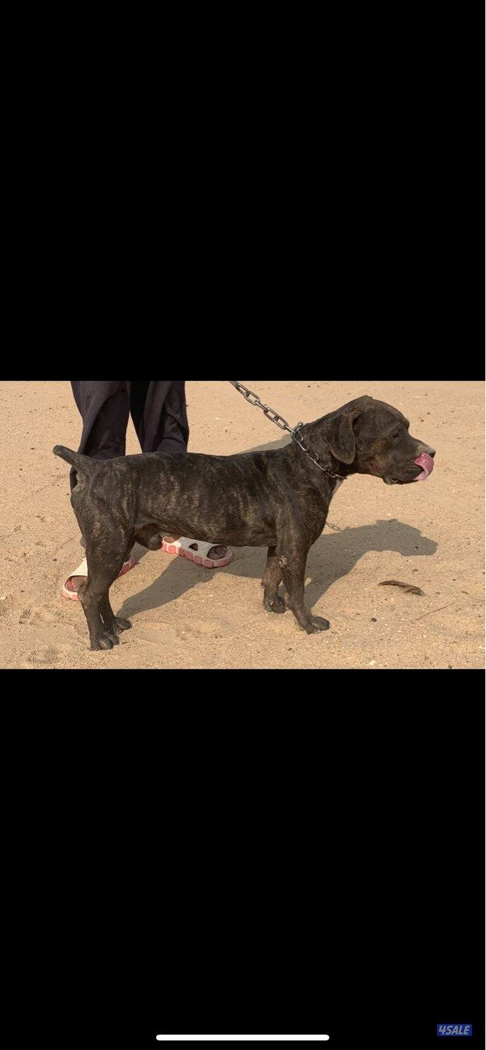 للبيع ذكر بيعه سريعه0