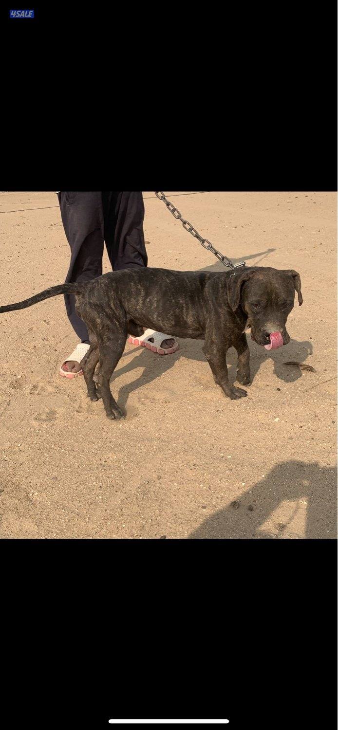 للبيع ذكر بيعه سريعه1