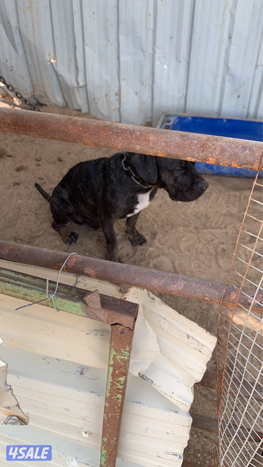 للبيع ذكر بيعه سريعه3