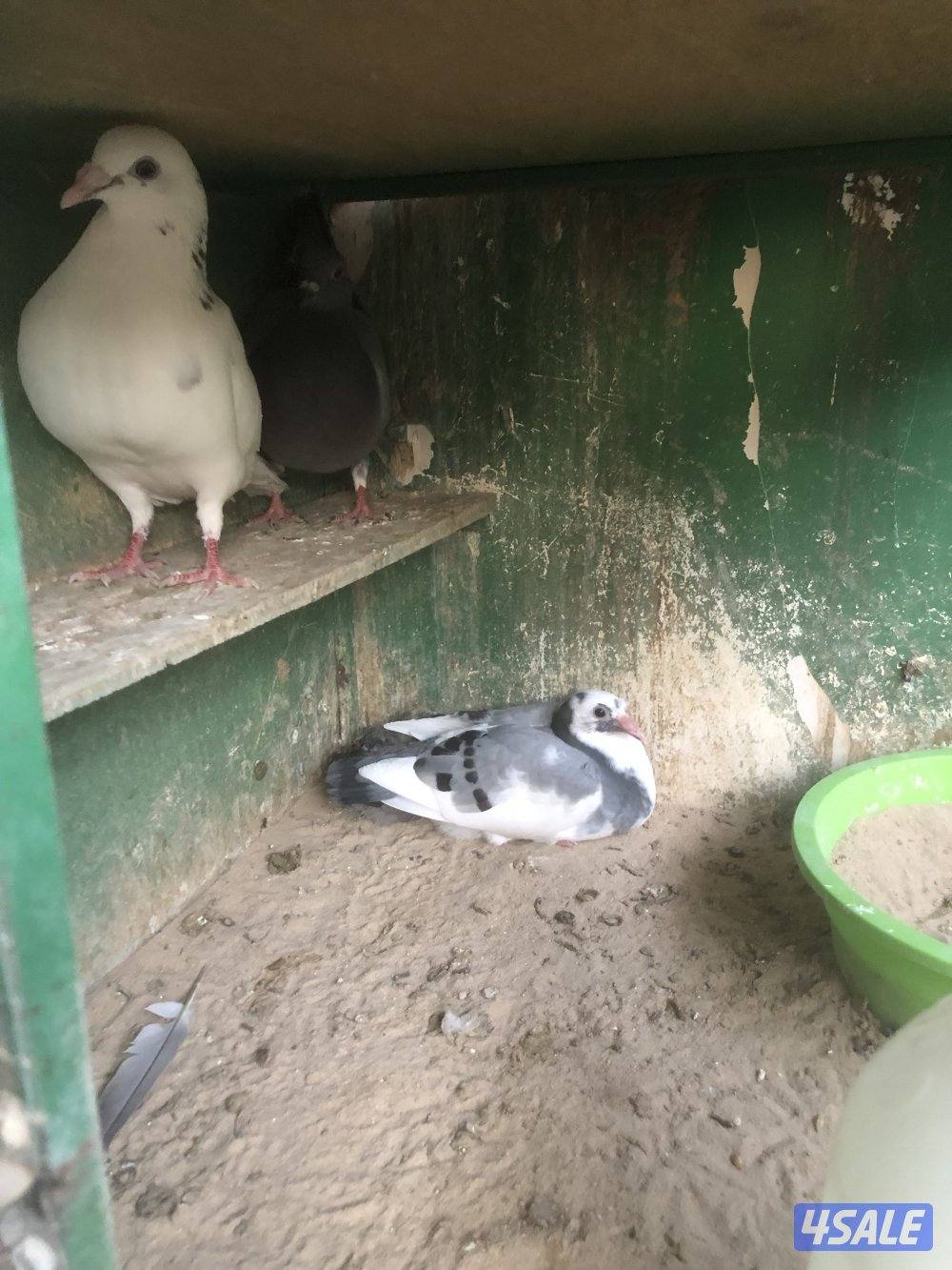 فروخ زاجل وازواج زاجل1