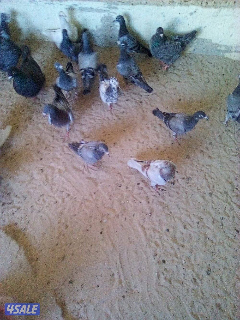 فروخ زاجل وازواج زاجل0