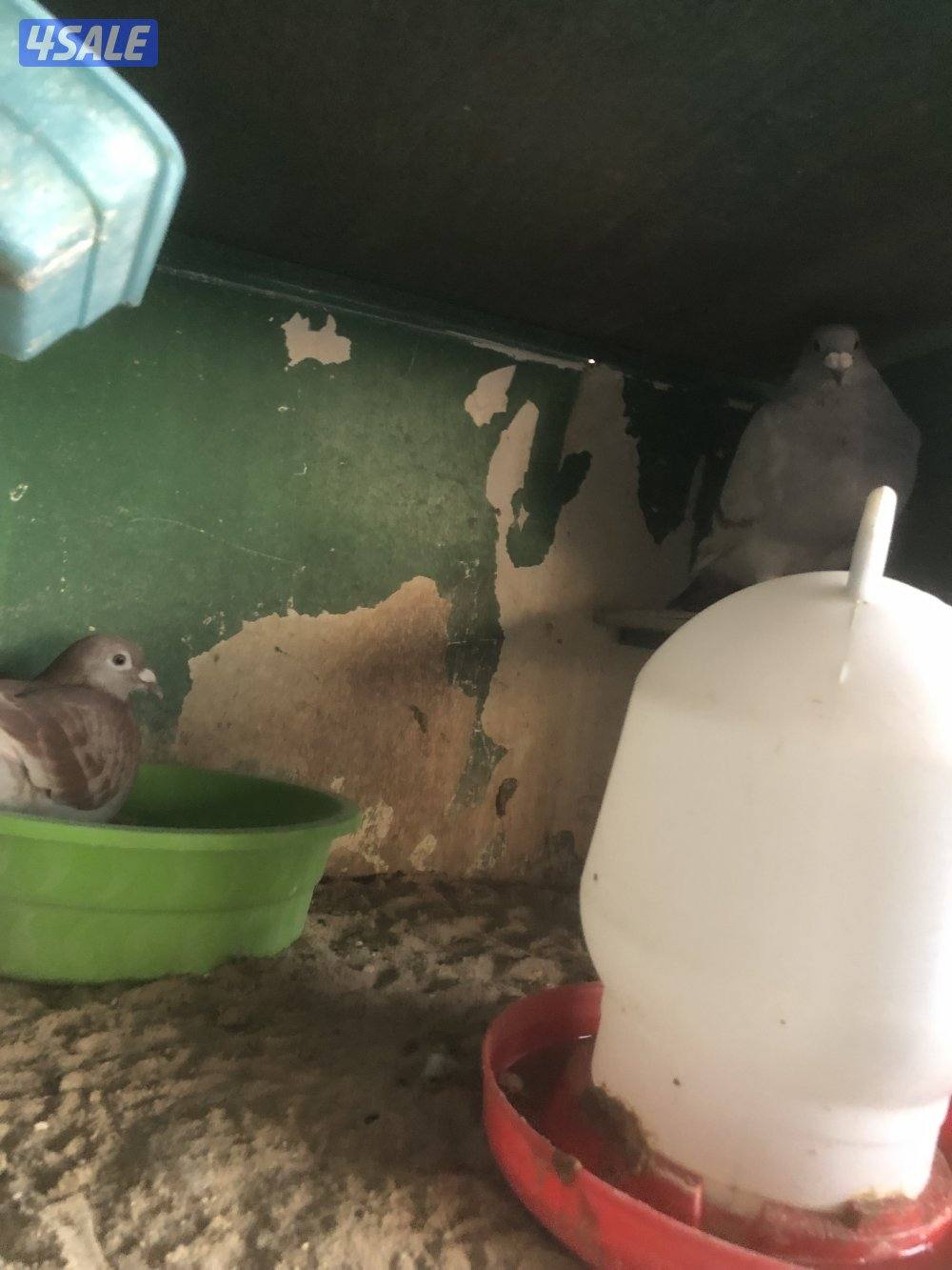 فروخ زاجل وازواج زاجل2