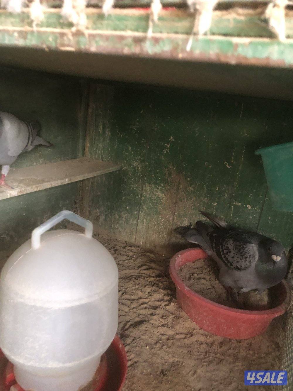 فروخ زاجل وازواج زاجل3