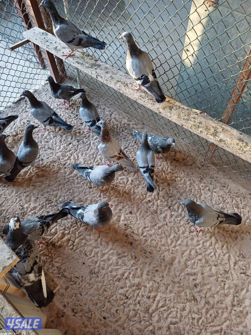 فروخ زاجل وازواج زاجل4