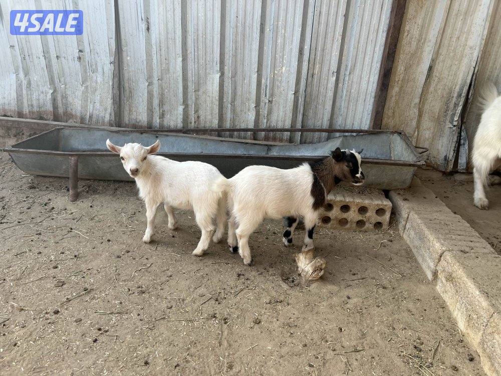 للبيع چيكية مع عيالها0