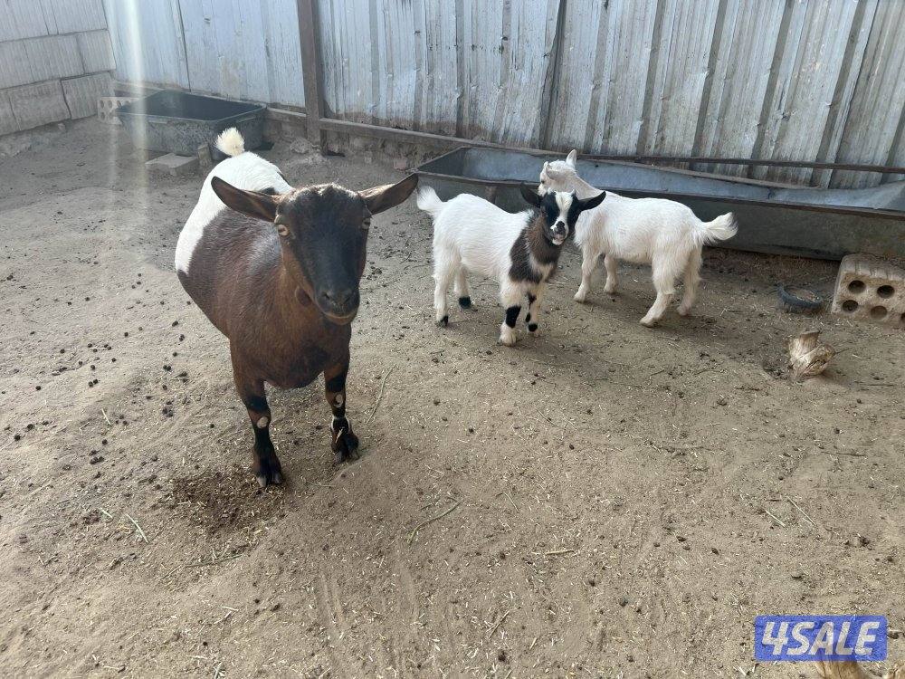 للبيع چيكية مع عيالها1