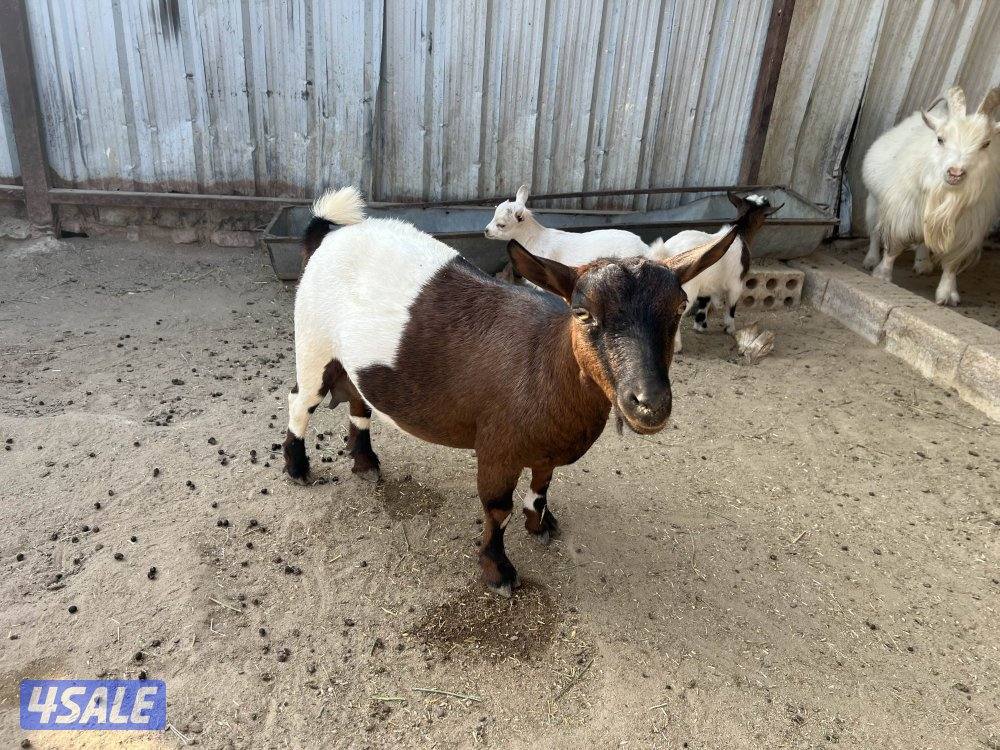 للبيع چيكية مع عيالها2