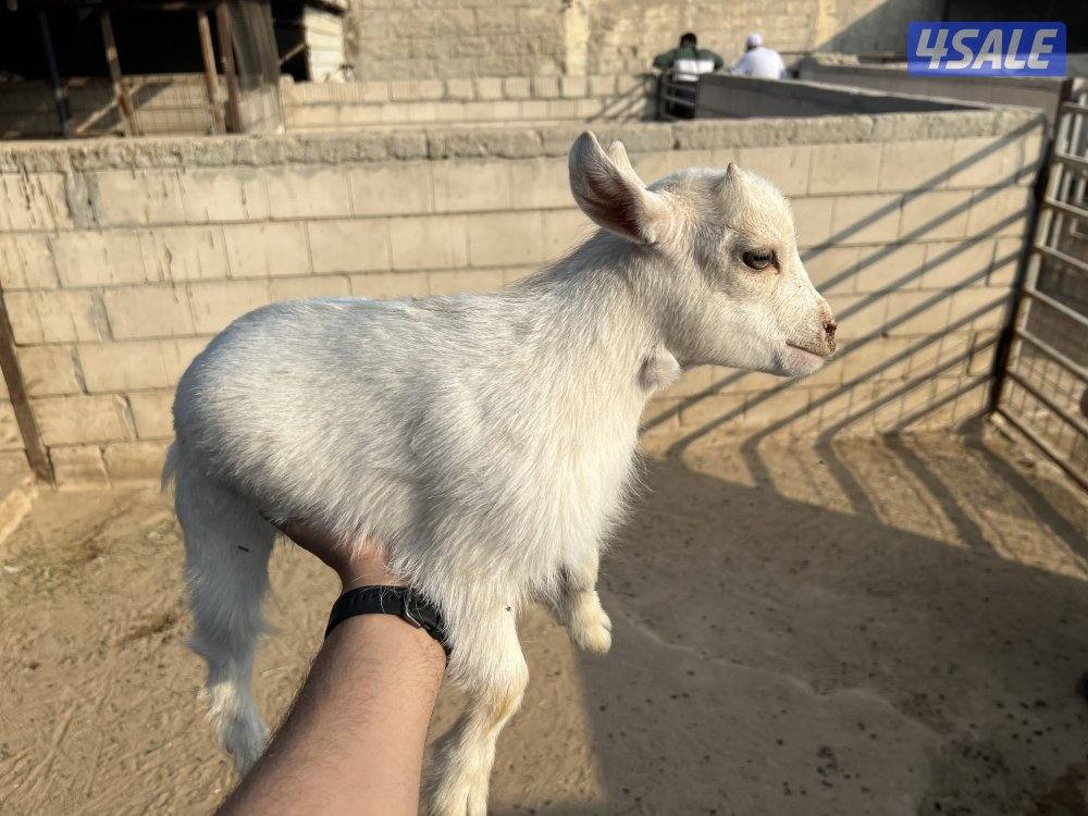 للبيع چيكية مع عيالها3