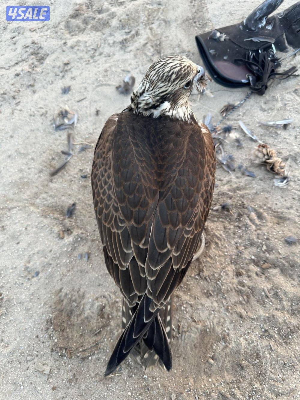 السلام عليكم0