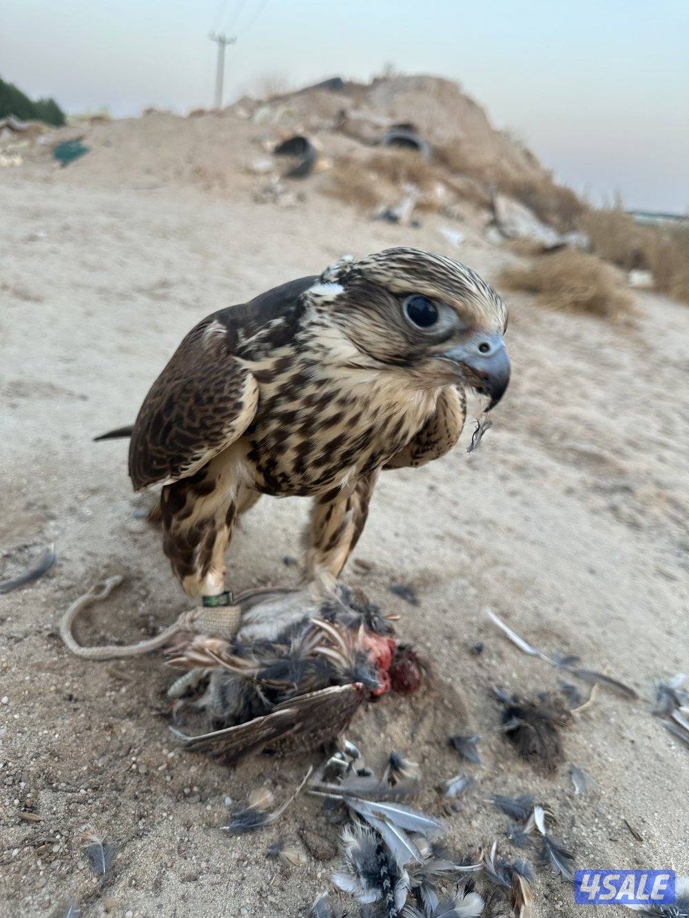 السلام عليكم1