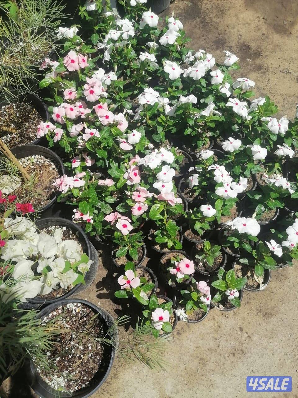 بيع وتركيب الثيل الصناعي والطبيعي وشبكات الري والسياج التركي7