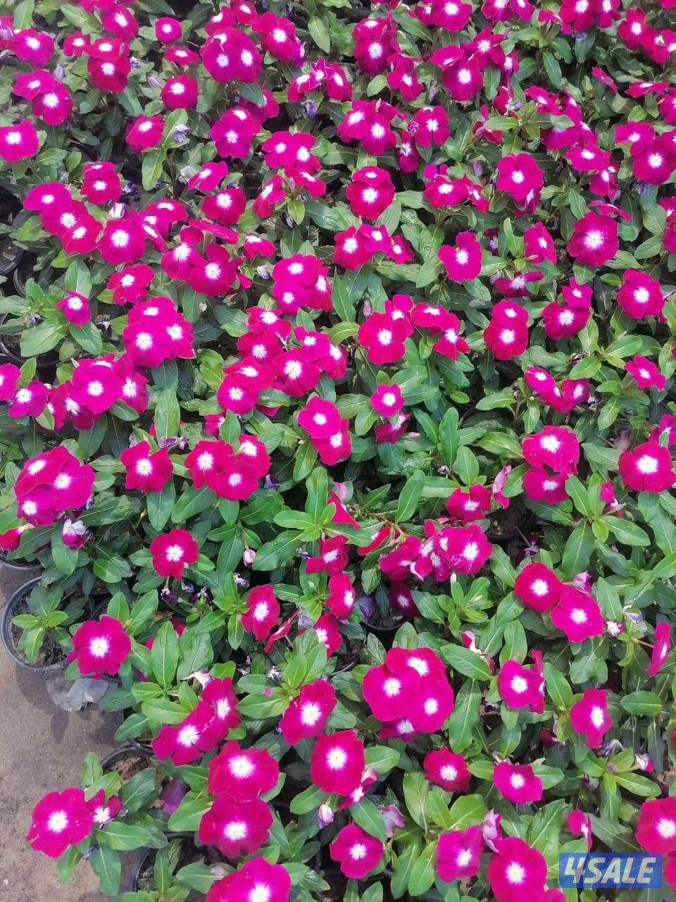 بيع وتركيب الثيل الصناعي والطبيعي وشبكات الري والسياج التركي8