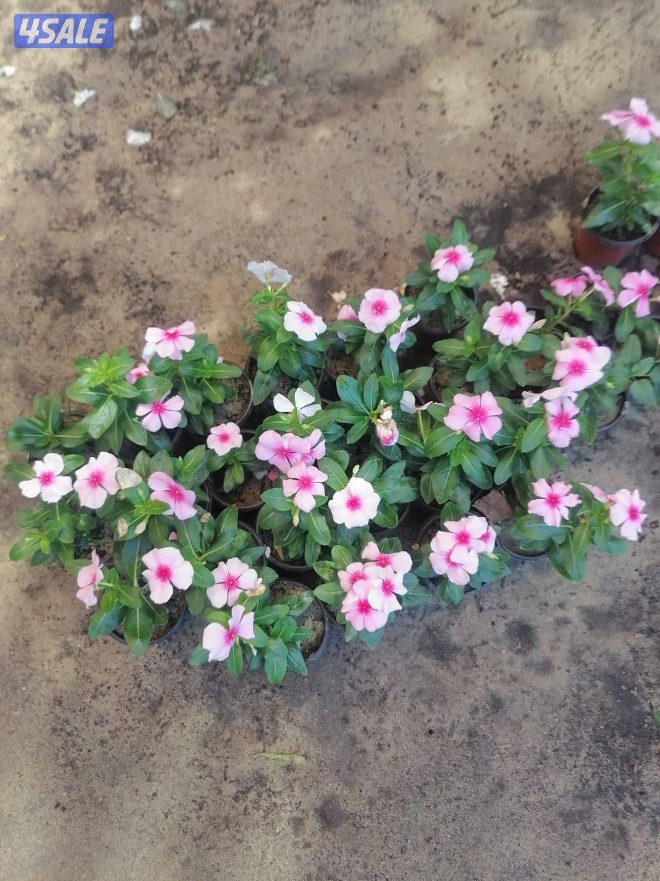 بيع وتركيب الثيل الصناعي والطبيعي وشبكات الري والسياج التركي10