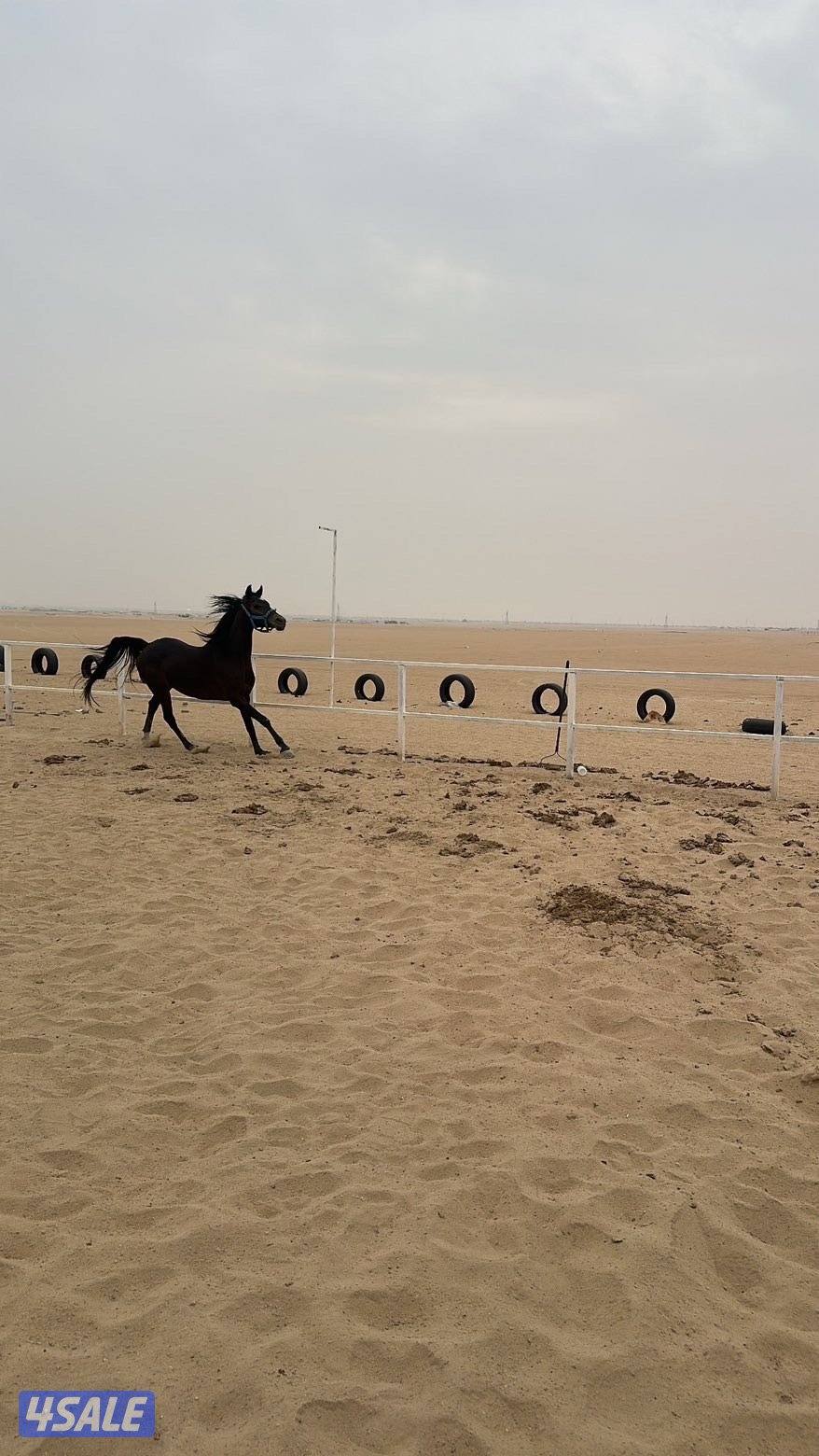 فرس مكس مستوردة0