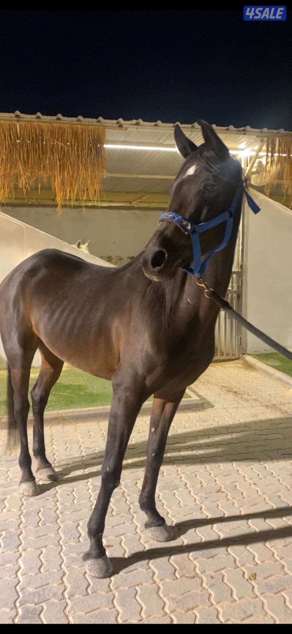 فرس مكس مستوردة1