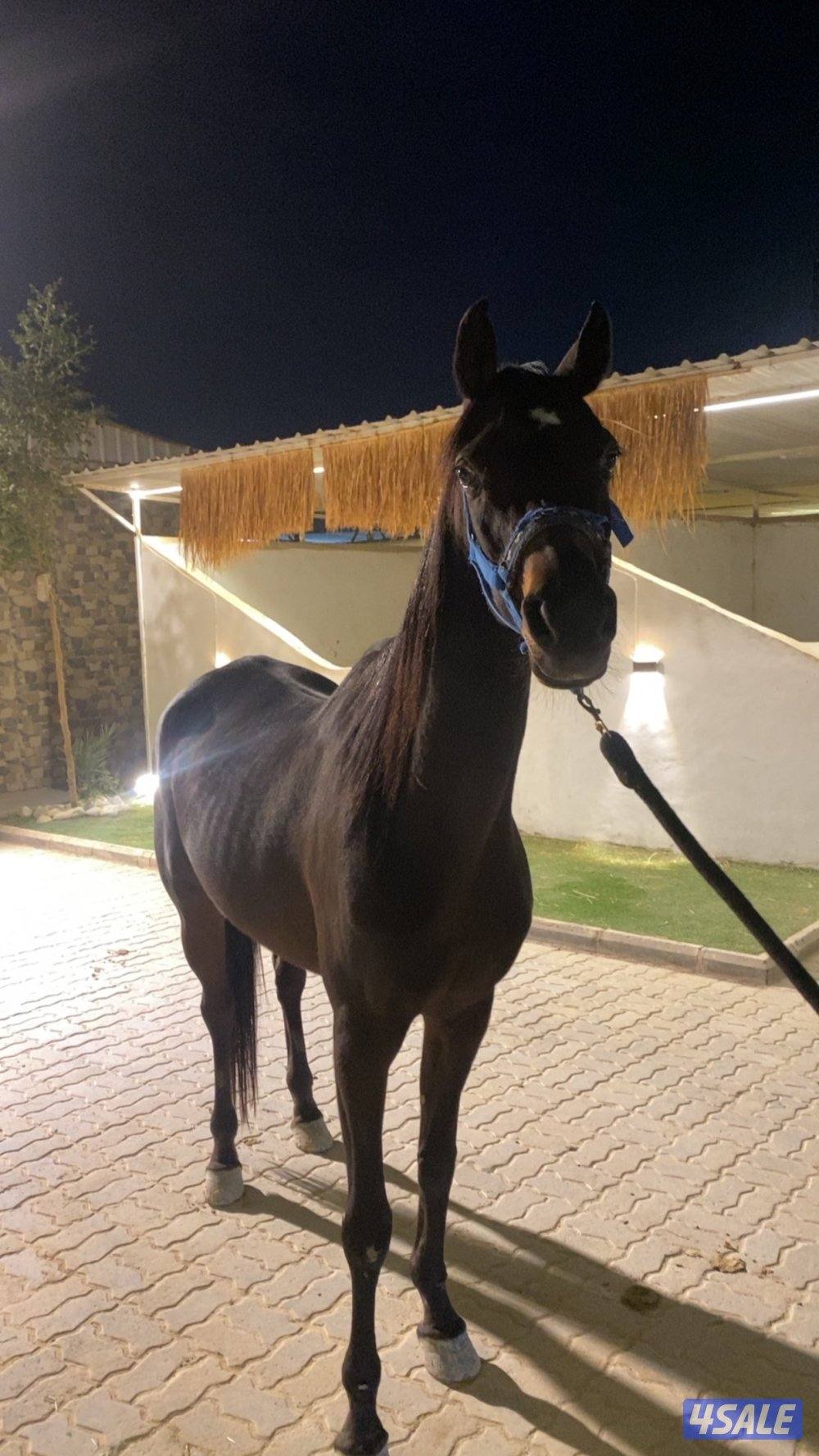 فرس مكس مستوردة2