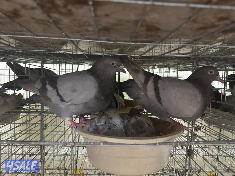 للبيع حمام لاحم سلفر ازواج بالخانات0