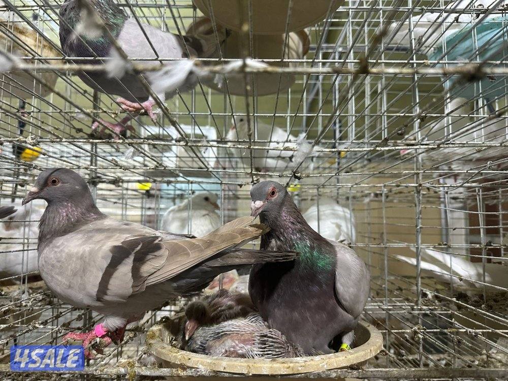 للبيع حمام لاحم سلفر ازواج بالخانات1