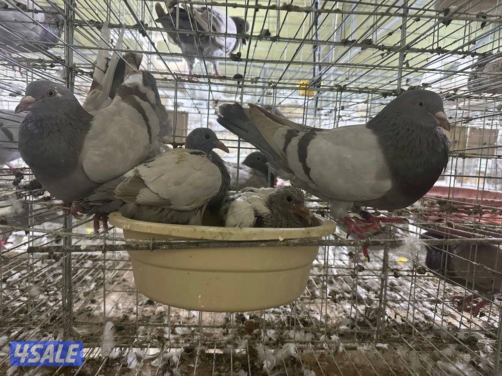 للبيع حمام لاحم سلفر ازواج بالخانات2