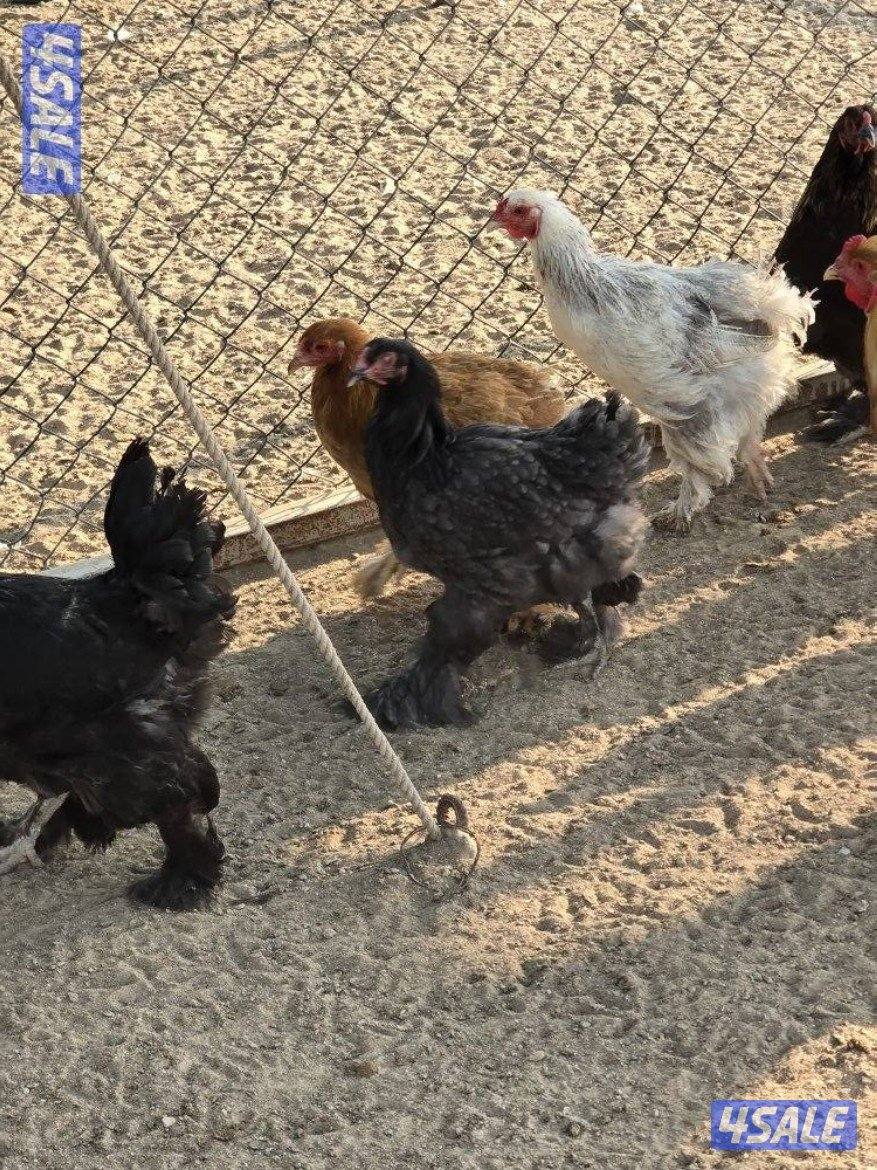 للبيع دجاج براهما الماني1