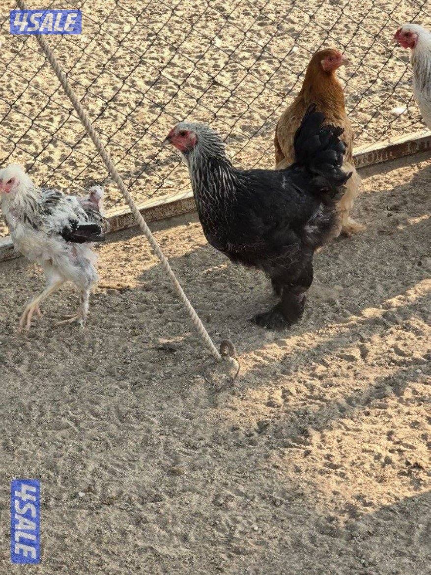 للبيع دجاج براهما الماني2