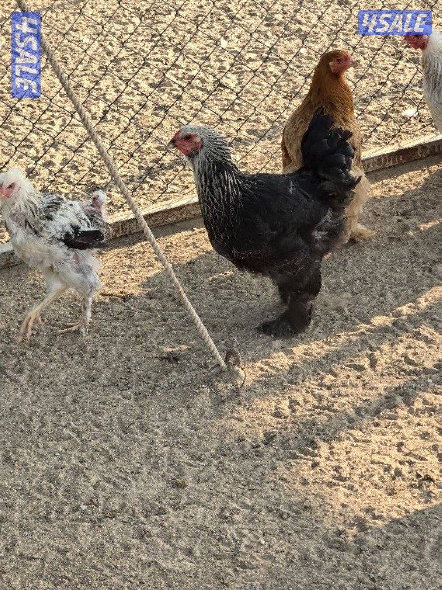 للبيع دجاج براهما الماني4