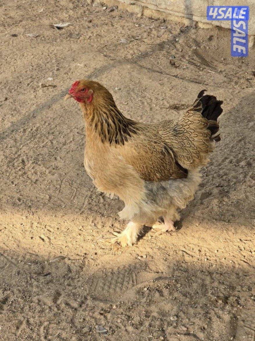 للبيع دجاج براهما الماني3