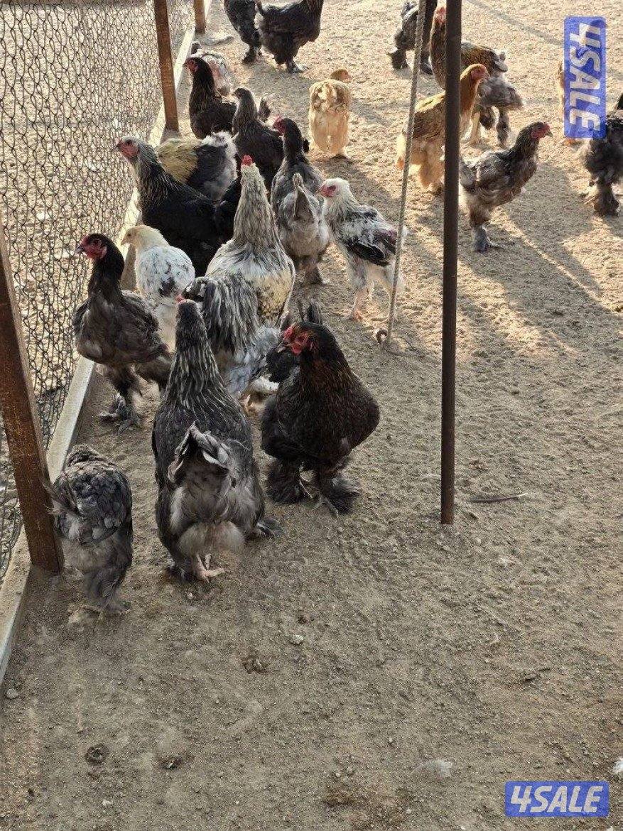 للبيع دجاج براهما الماني5