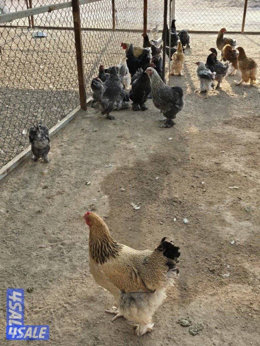 للبيع دجاج براهما الماني6