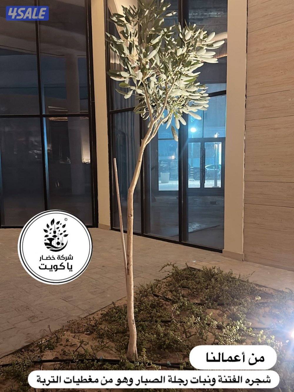 خضار يا كويت لتنسيق وصيانة الحدائق وبدائل الخشب والمقاولات العامة12