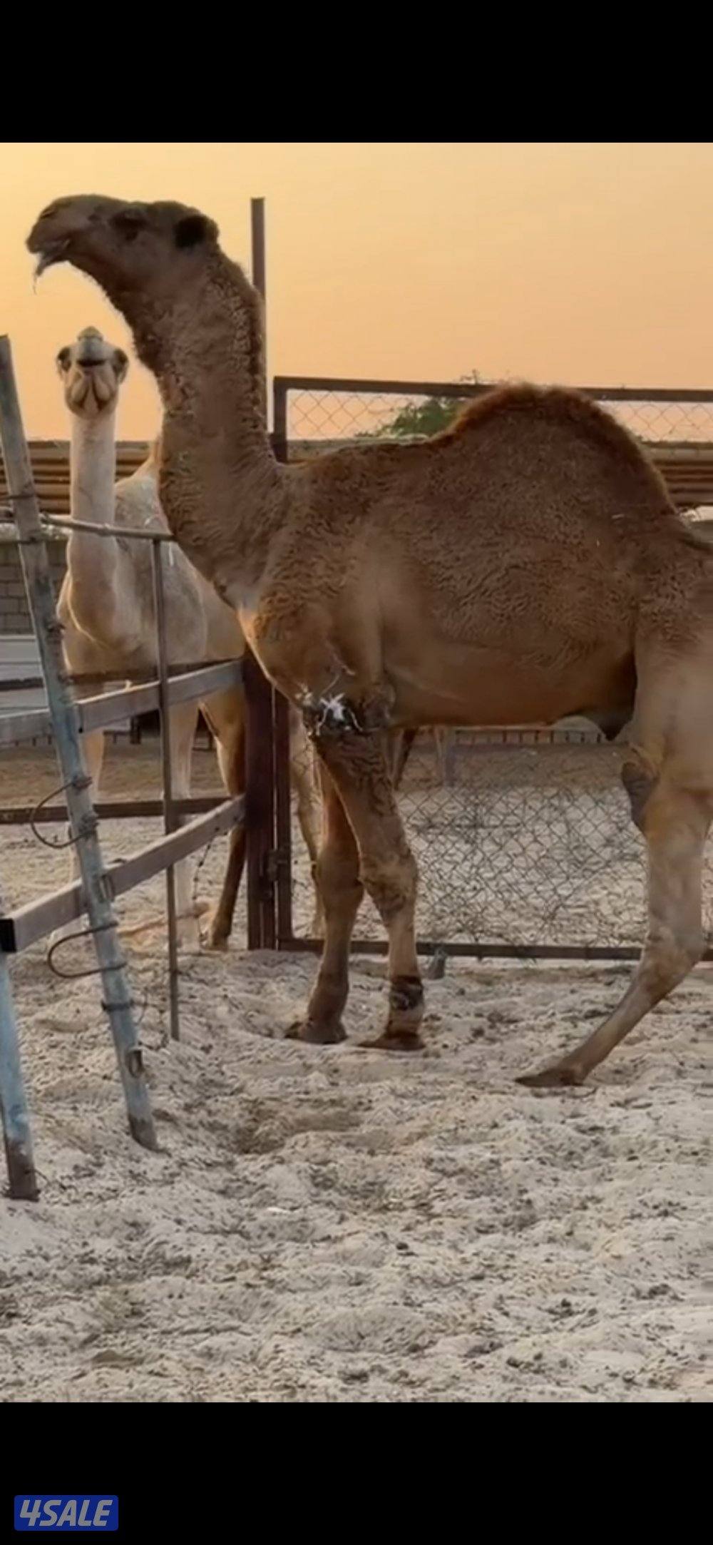 قعود طيب ثني0