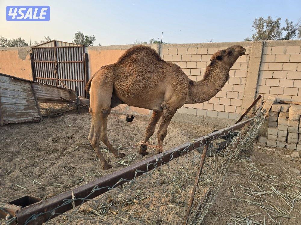 قعود طيب ثني1