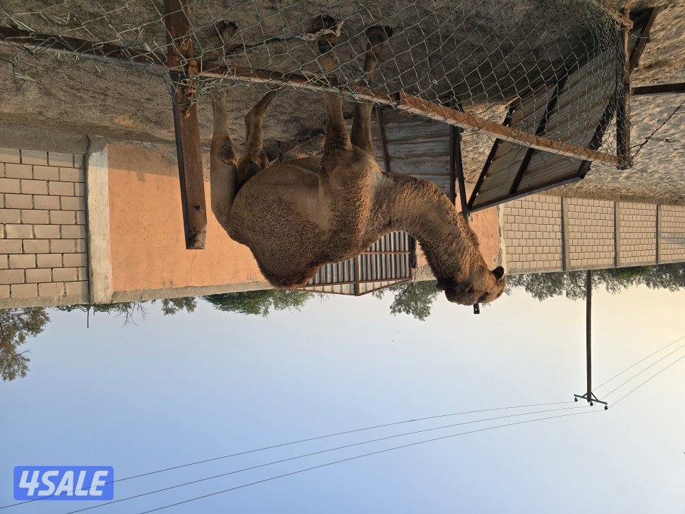 قعود طيب ثني2