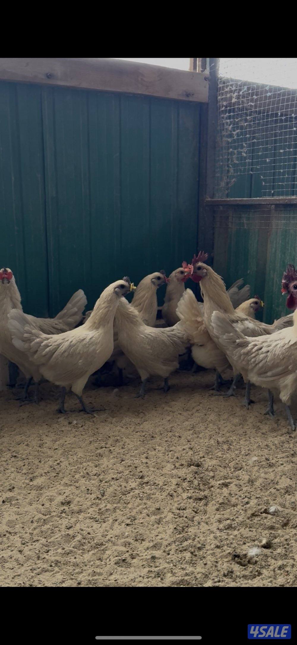 دجاج فيومي لافندر وقولد1