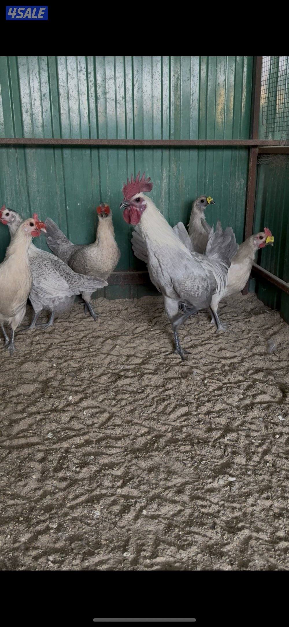 دجاج فيومي لافندر وقولد2