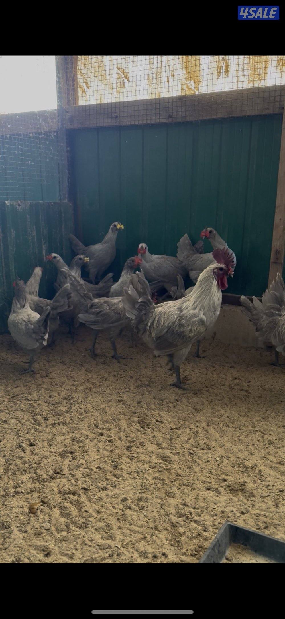 دجاج فيومي لافندر وقولد5