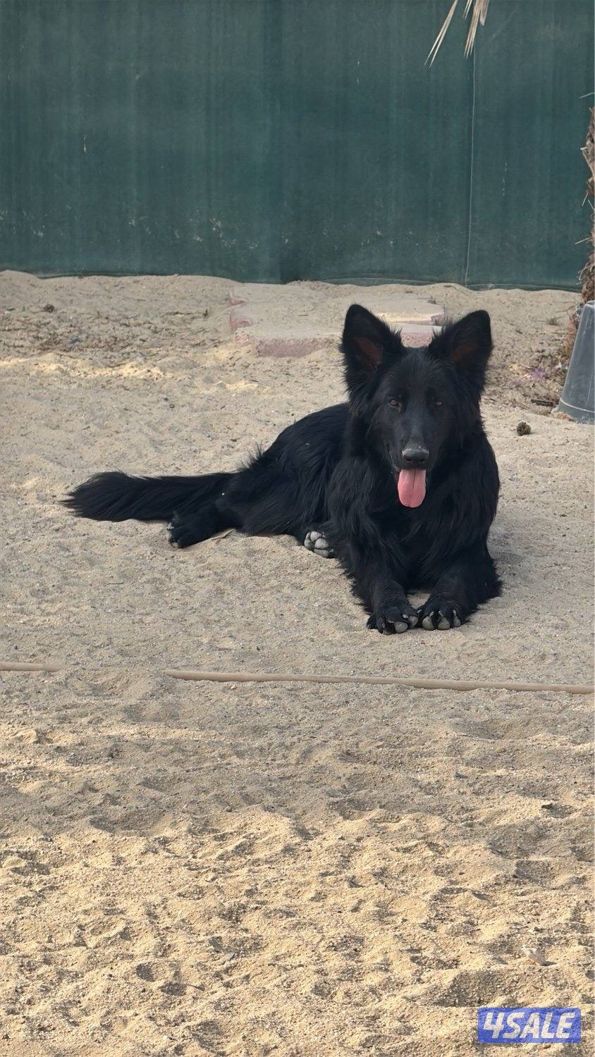 للبيع جيرمن شيبرد0