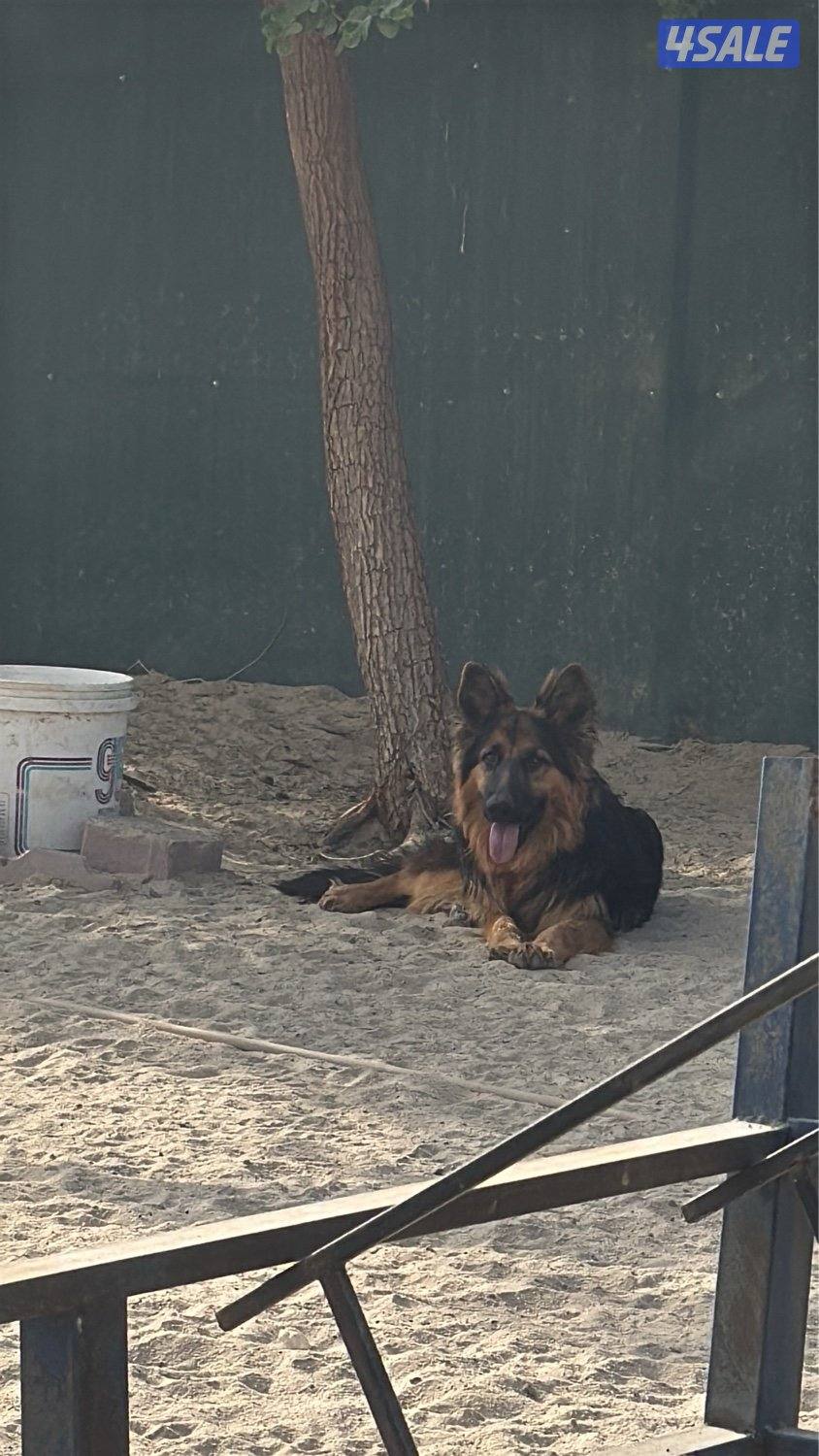 للبيع جيرمن شيبرد1