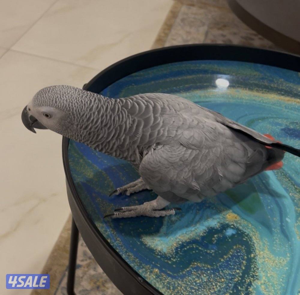 مفقود كاسكو في بنيدر0