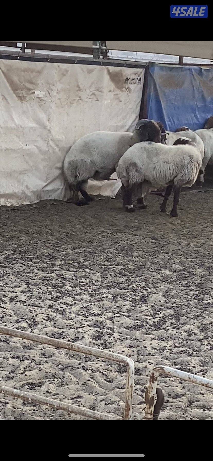 للبيع فحلين ابرق رباع وثني واحد يقرع هد والثاني هد ويد ولا عليهم شرط5