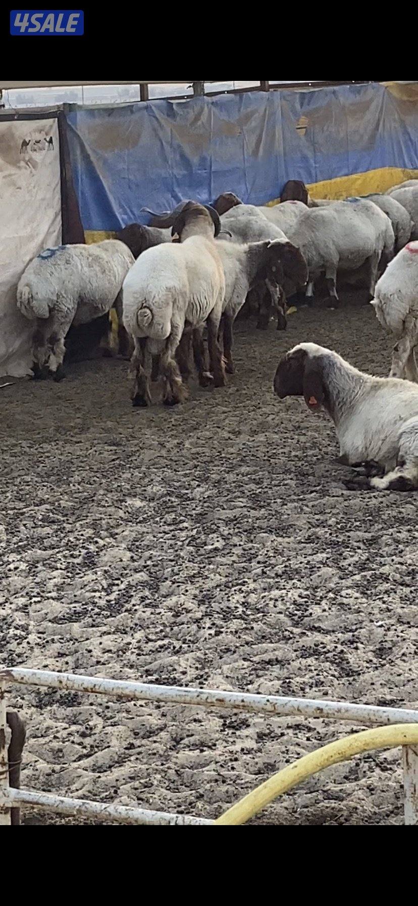 للبيع فحلين ابرق رباع وثني واحد يقرع هد والثاني هد ويد ولا عليهم شرط6