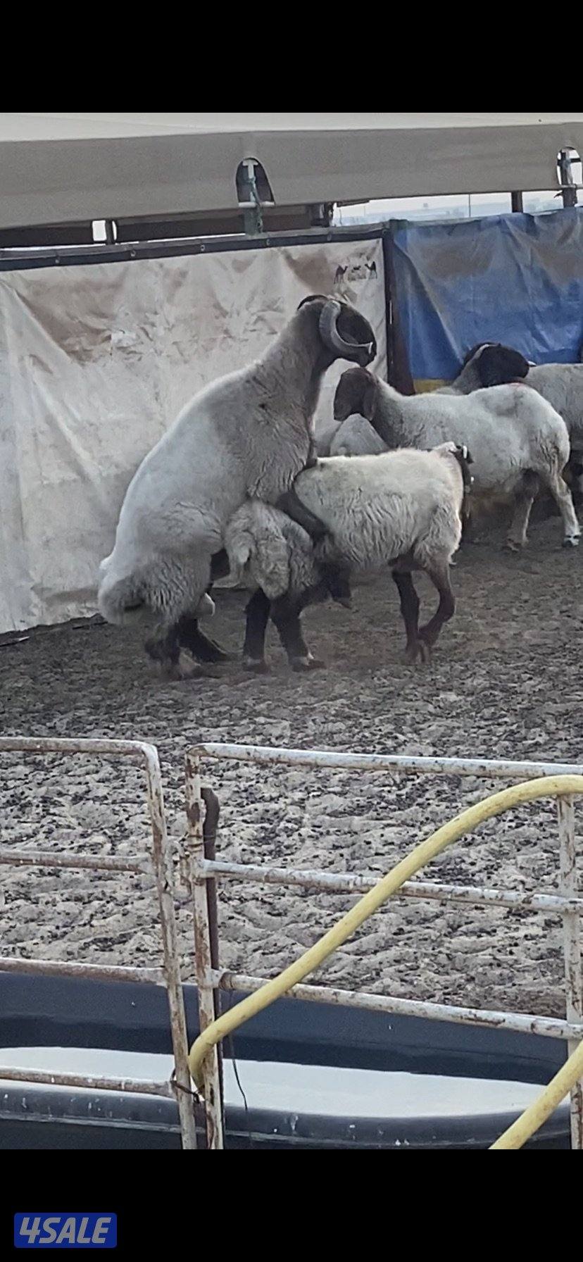 للبيع فحلين ابرق رباع وثني واحد يقرع هد والثاني هد ويد ولا عليهم شرط7